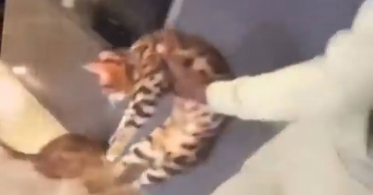 Le Footballeur International Francais Kurt Zouma Coupable D Avoir Battu Son Chat Et Vise Par Une Plainte De La Fondation Brigitte Bardot