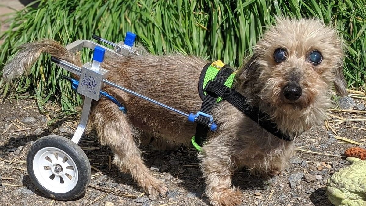 Illustration : "L’admirable combat d’une chienne sénior, handicapée et aveugle qui s’agrippe à la vie de toutes ses forces"