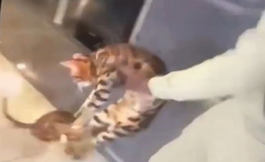 Illustration : "Le Parti animaliste réclame la suspension de Kurt Zouma avec l'Equipe de France, coupable d'actes de cruauté sur son chat !"