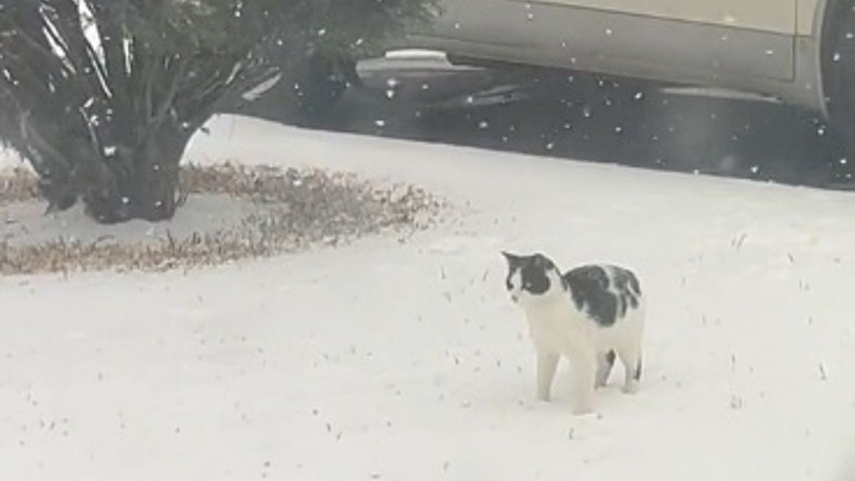 Illustration : "La vidéo attendrissante d'un chat qui découvre la neige pour la première fois de sa vie ! "