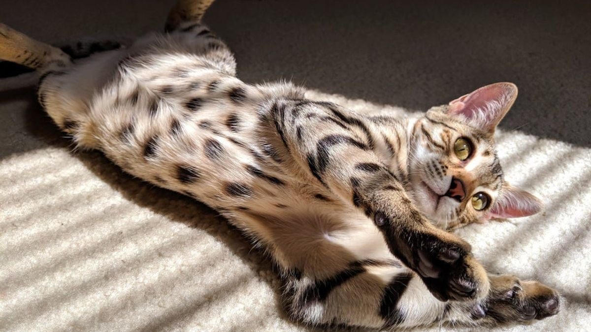 Illustration : "18 photos de chats qui aiment montrer leur ventre"