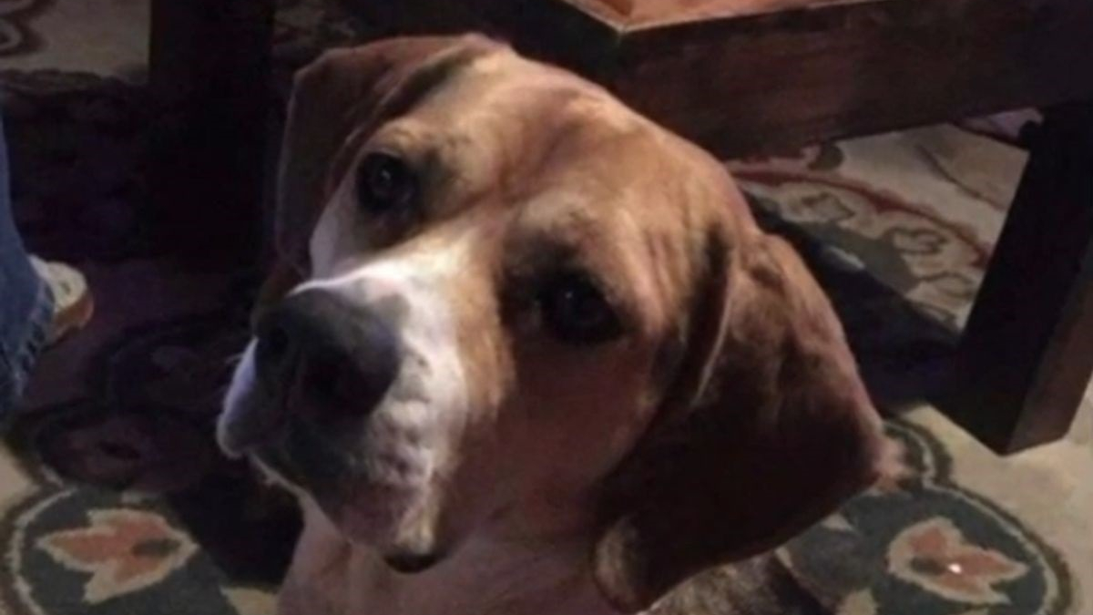 Illustration : "Une famille adopte un Beagle déclaré disparu par sa propriétaire et refuse de lui rendre malgré les 4 500 € de récompense"