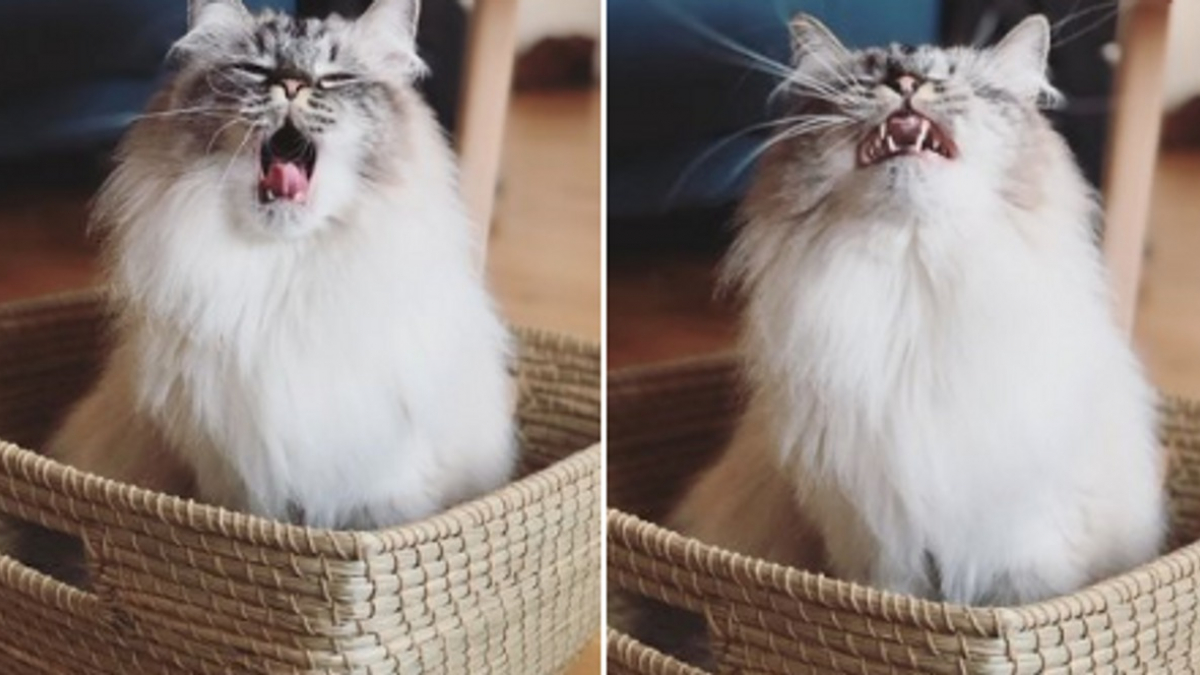 Illustration : "15 photos de chats qui montrent clairement à quel point ils sont fatigués"