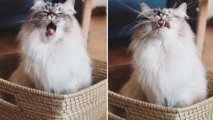 Illustration : 15 photos de chats qui montrent clairement à quel point ils sont fatigués