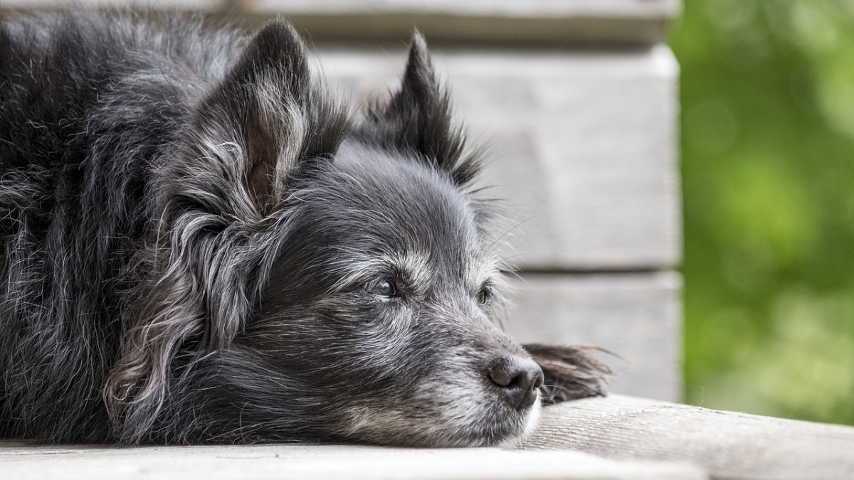 Illustration : "Découvrez 10 chiens à la longévité remarquable "