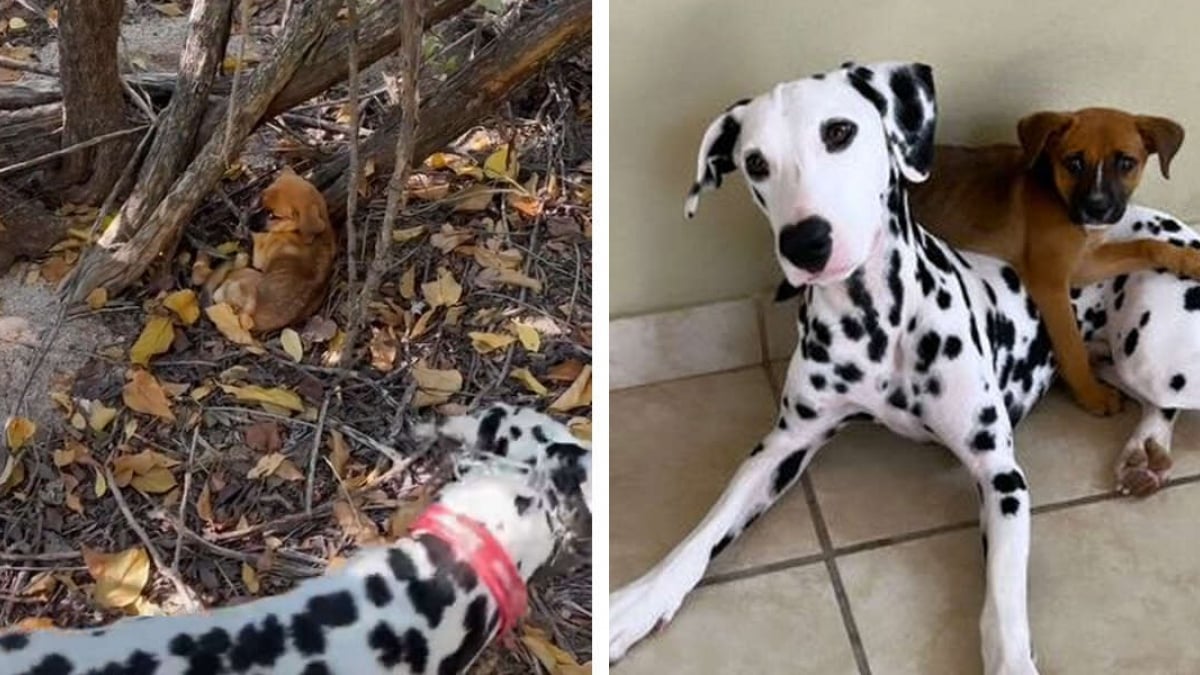 Illustration : "La promenade de ce Dalmatien et de son propriétaire vire en opération de sauvetage après la découverte d'un chiot décharné (vidéo)"