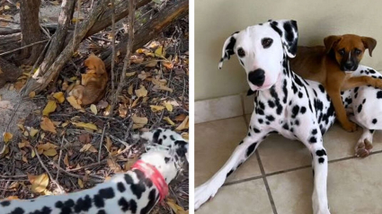 Illustration : La promenade de ce Dalmatien et de son propriétaire vire en opération de sauvetage après la découverte d'un chiot décharné (vidéo)