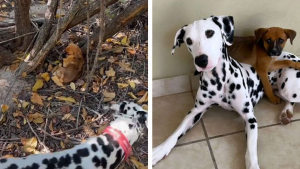 Illustration : "La promenade de ce Dalmatien et de son propriétaire vire en opération de sauvetage après la découverte d'un chiot décharné (vidéo)"