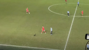 Illustration : Un chat disparaît pendant 7 mois, son propriétaire le retrouve grâce à un match de football !
