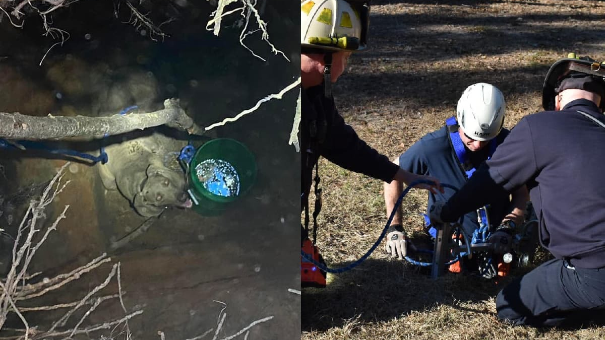 Illustration : "2 équipes de pompiers se mobilisent pour porter secours à une chienne coincée 5 mètres sous terre"