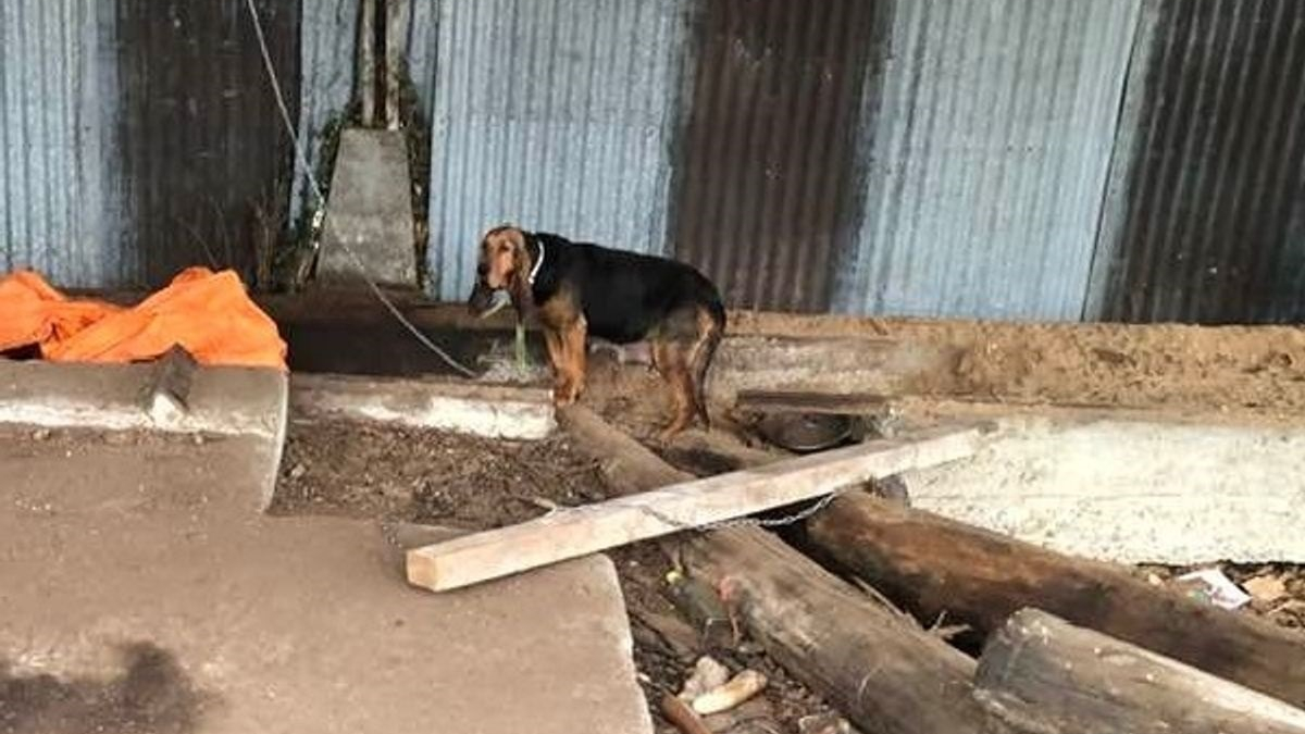Illustration : "Obligée de creuser dans la terre pour accoucher, une chienne détenue dans d’horribles conditions rêvait d’une vie meilleure pour elle et ses petits"