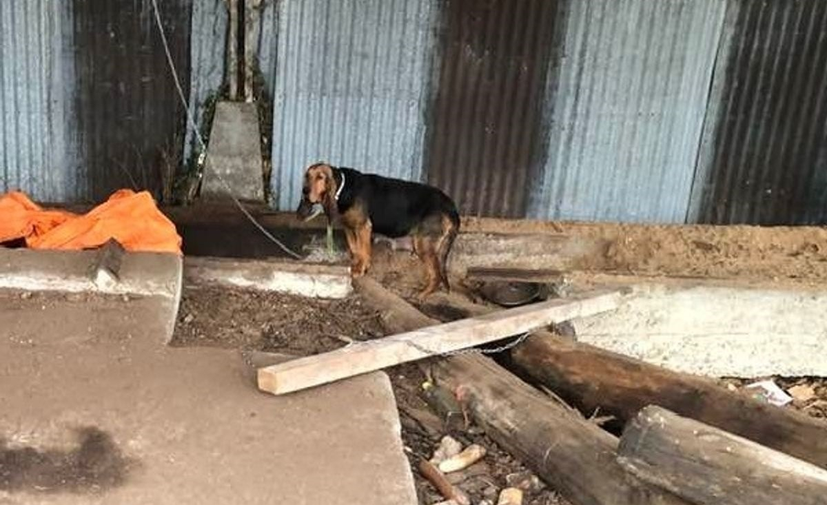 Illustration : "Obligée de creuser dans la terre pour accoucher, une chienne détenue dans d’horribles conditions rêvait d’une vie meilleure pour elle et ses petits"