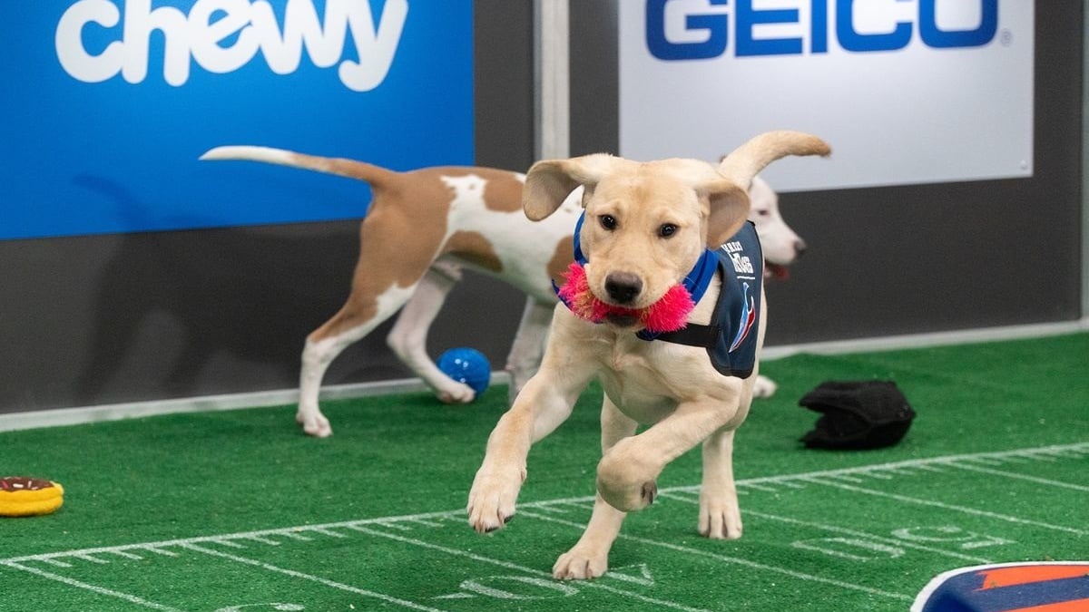 Illustration : "Retour sur le Puppy Bowl 2022 : le Super Bowl des chiots issus de refuges, réunis pour un faux match de football américain puis proposés à l'adoption"