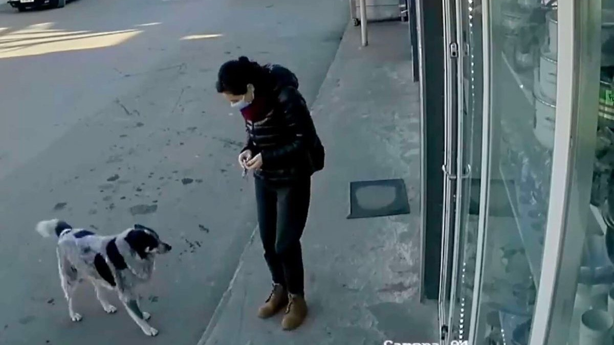 Illustration : "Une caméra de surveillance capture l'amitié magnifique entre une employée de bureau et les chiens errants du quartier"