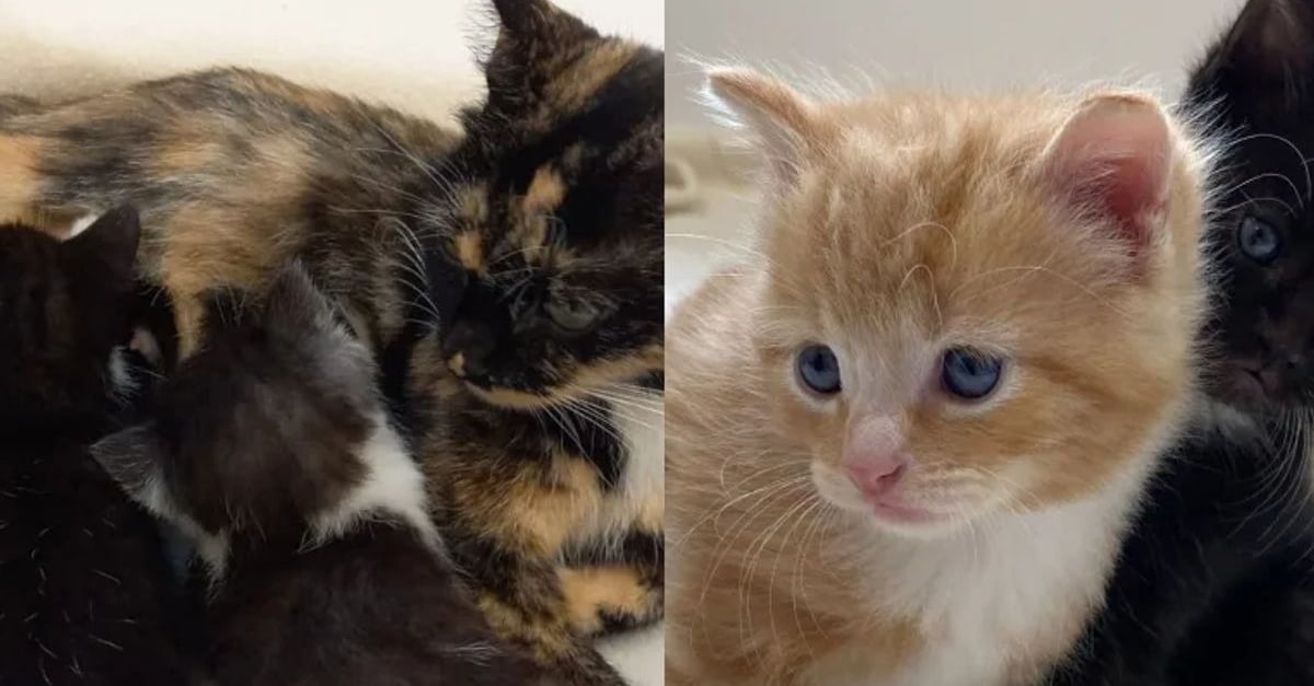 Une Chatte Pensionnaire D Un Refuge Devient La Mere De Substitution D Un Chaton Malade Et Attend Toujours Sa Nouvelle Famille