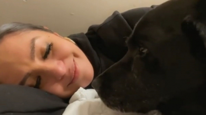 Illustration : Vanessa Bryant pleure le décès de son chien, 2 ans après la perte de son mari, la star du basket Kobe Bryant