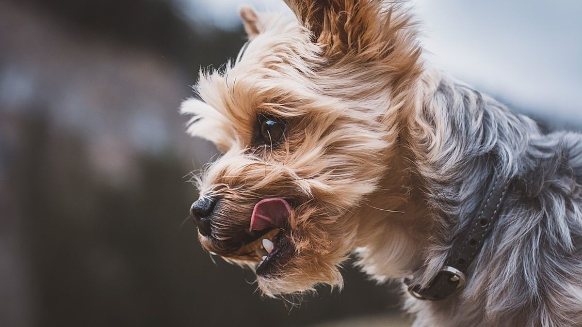 Illustration : "11 aliments qui mettent en danger la santé de votre chien"