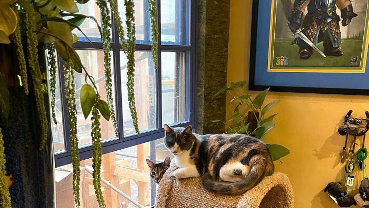 Illustration : "Découvrez en 20 photos une maison spécialement aménagée pour une vingtaine de chats !"