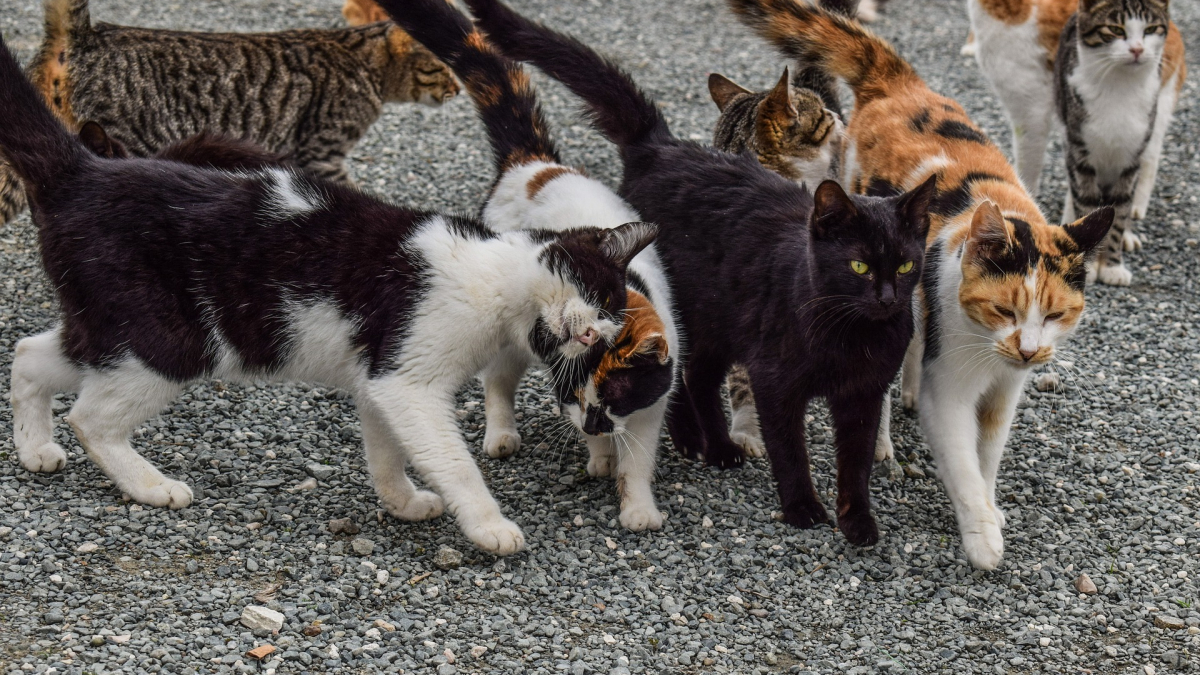 Illustration : "Il se précipite dans un refuge en feu pour sauver 45 chats, son acte de bravoure lui vaut une mise à l'honneur"