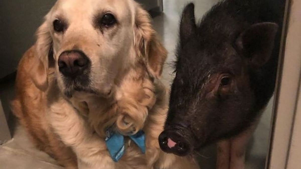 Illustration : "Ce cochon et ce Golden Retriever forment un duo atypique et plus soudé que jamais !"