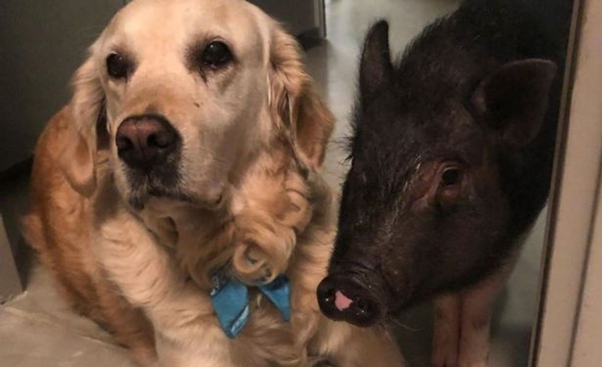 Illustration : "Ce cochon et ce Golden Retriever forment un duo atypique et plus soudé que jamais !"