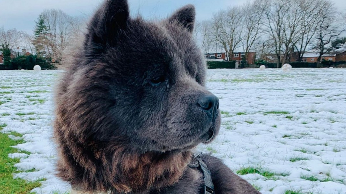 Illustration : "19 photos de chiens qui profitent de l'hiver à leur manière"