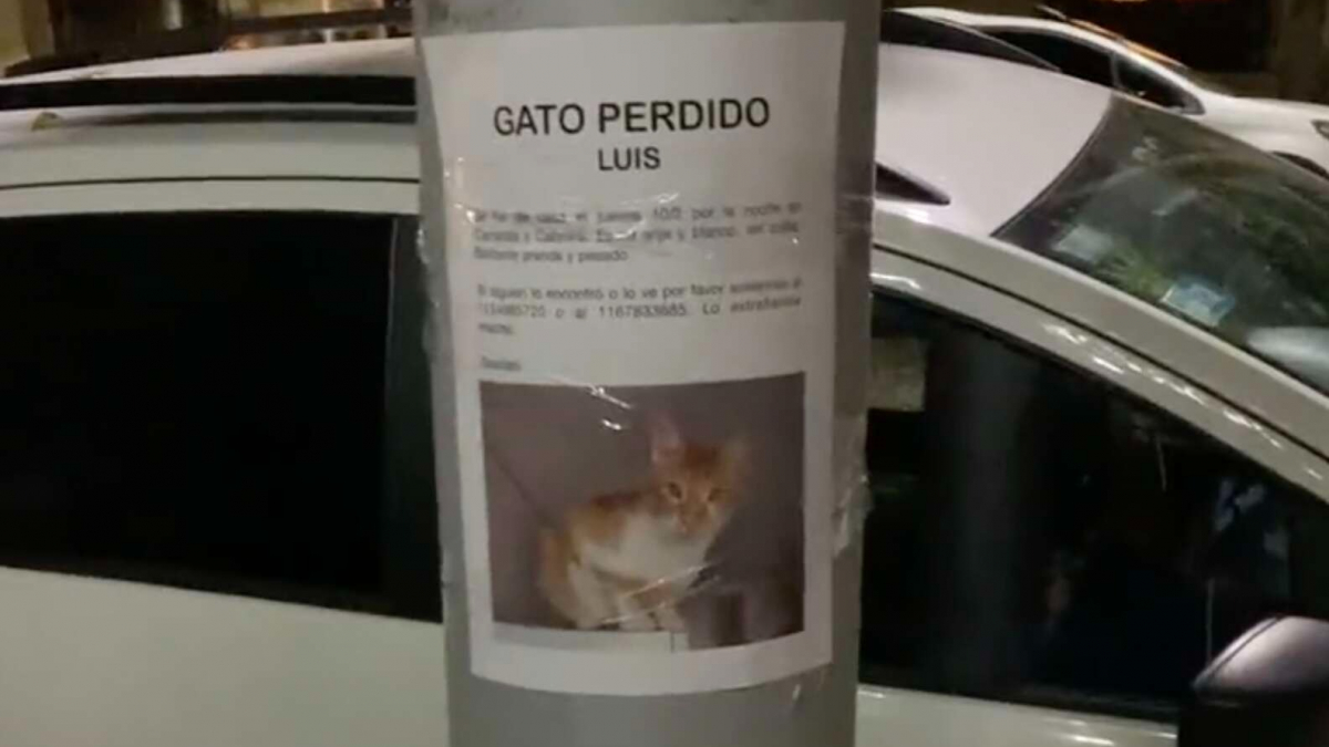 Illustration : "En s'arrêtant pour lire une affiche de chat disparu, cette passante fait une rencontre inattendue ! (Vidéo)"