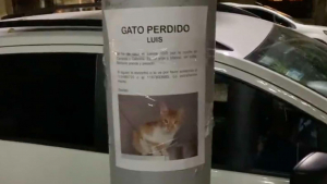 Illustration : "En s'arrêtant pour lire une affiche de chat disparu, cette passante fait une rencontre inattendue ! (Vidéo)"