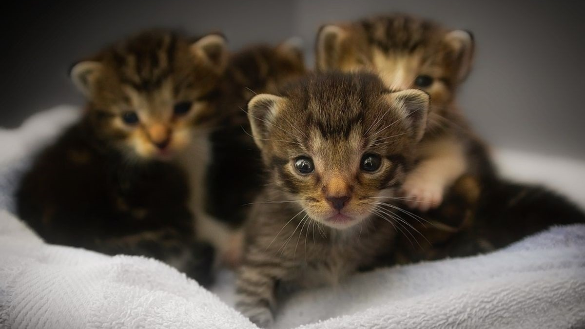 Illustration : "Journée mondiale de la stérilisation : les organisations exhortent les propriétaires de chats à faire stériliser leur animal, car les élevages