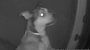 Illustration : Alors que ses propriétaires sont en vacances, ce chien s'échappe du chenil et retourne à la maison !