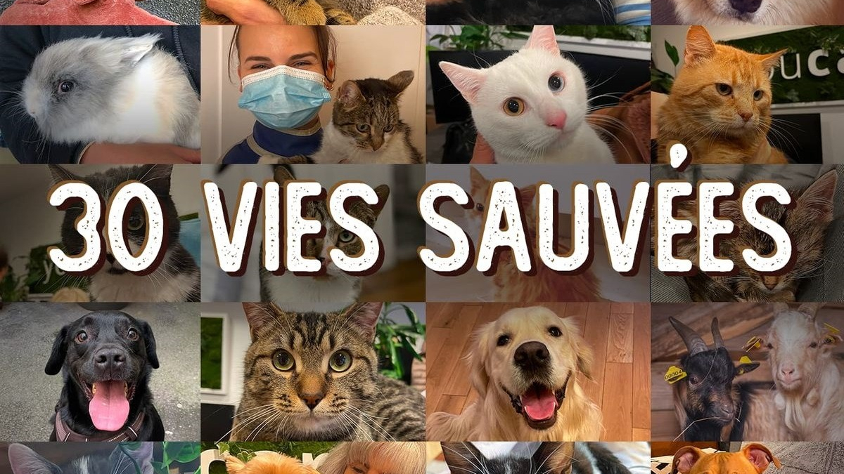Illustration : "YouCare annonce son 30e animal sauvé grâce au programme Nouvelle Vie et le label 1% Pour les Animaux"