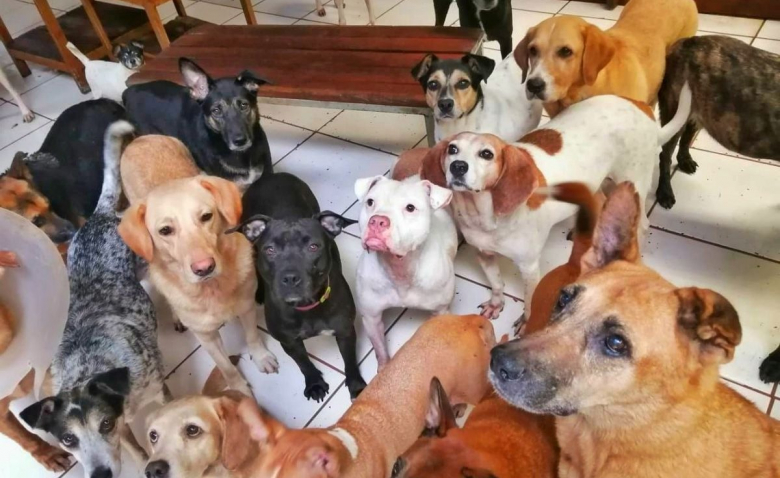 https://www.woopets.fr/assets/img/013/197/bannerbig2021/costa-rica-menace-de-fermer-ses-portes-ce-refuge-abritant-1-200-animaux-lance-une-bouteille-a-la-mer.jpg