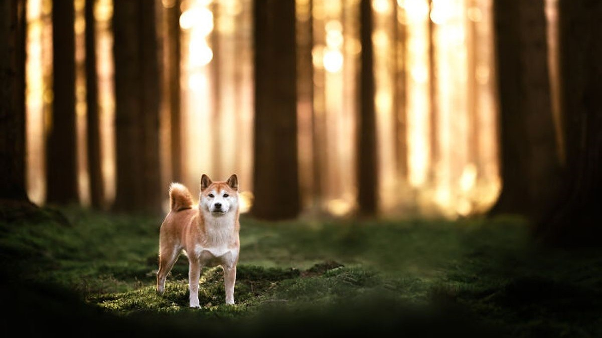 Illustration : "20 splendides portraits de chiens posant dans un écrin de verdure"