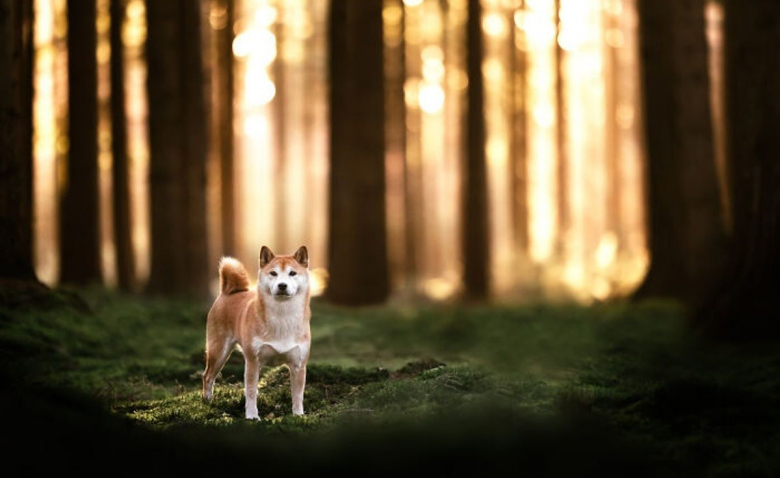 https://www.woopets.fr/assets/img/013/202/bannerbig2021/20-splendides-portraits-de-chiens-posant-dans-un-ecrin-de-verdure.jpg