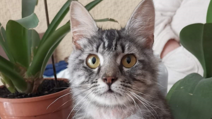 Illustration : Le sauvetage in extremis de Happy, un chat qui porte bien son nom après avoir été abandonné à son sort