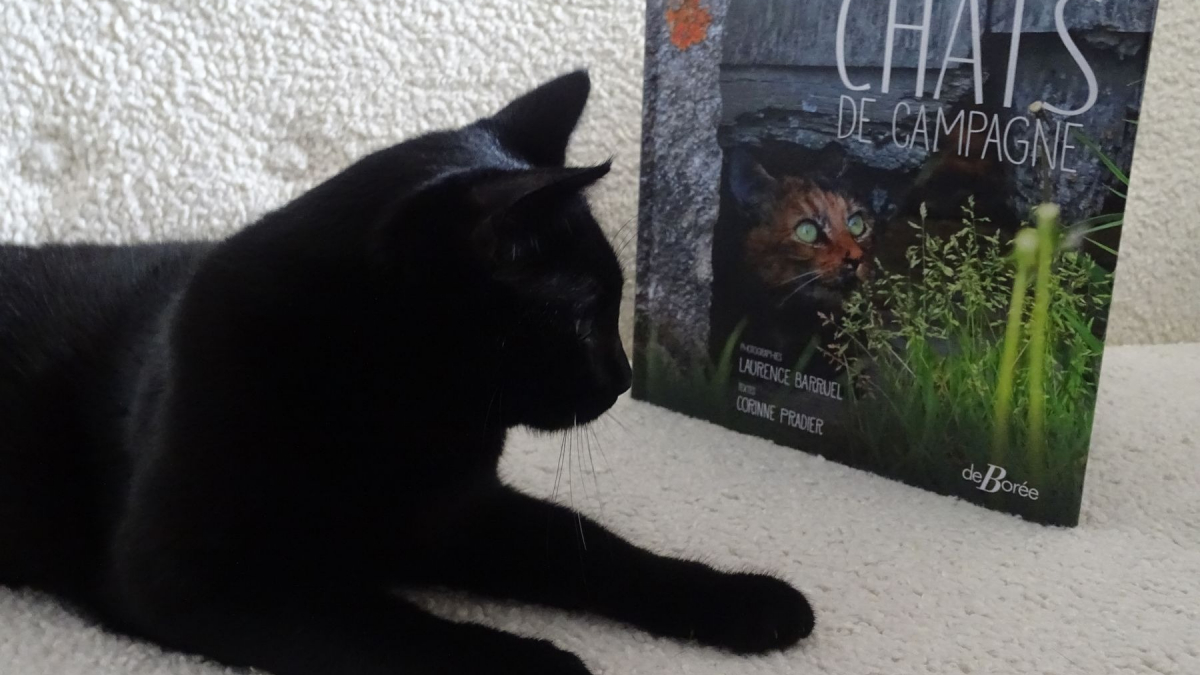 Illustration : "« Chats de campagne », un livre pour les amoureux des chats et de leur esprit libre"