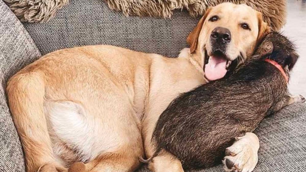 Illustration : "Un couple sauve la vie d'un sanglier chétif, qui considère son Labrador Retriever comme sa mère"
