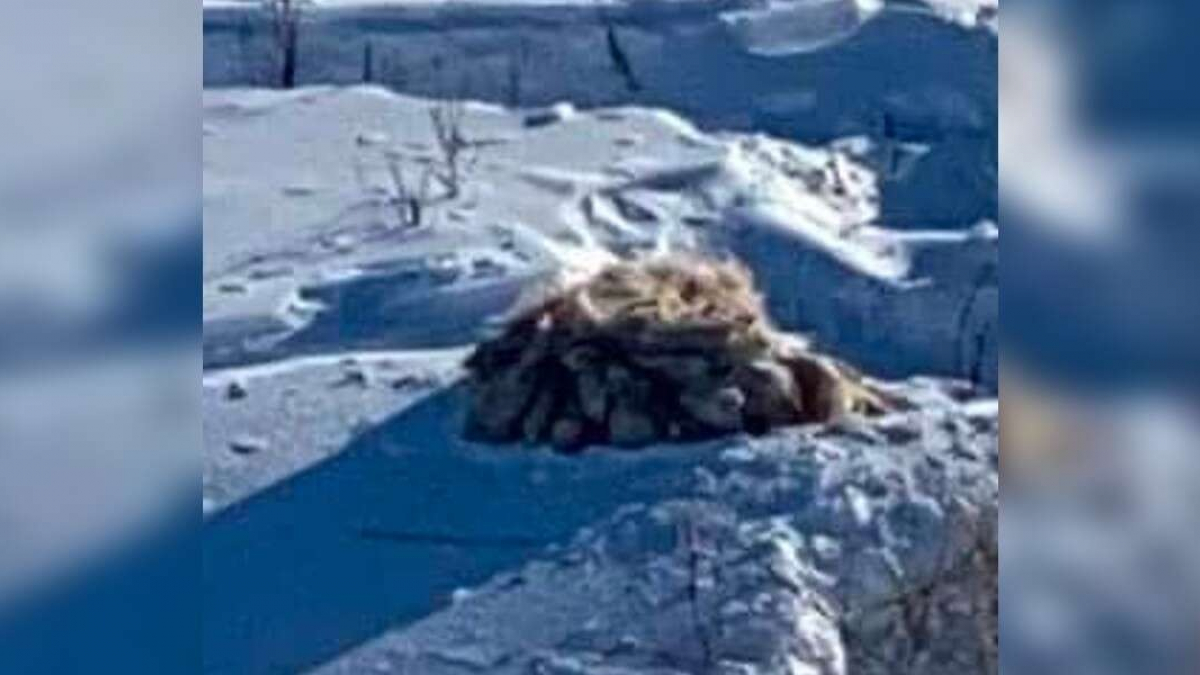 Illustration : "Coincée dans une épaisse couche de neige, cette chienne affaiblie et déshydratée fait l'objet d'une opération de sauvetage (vidéo)"