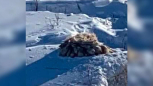 Illustration : "Coincée dans une épaisse couche de neige, cette chienne affaiblie et déshydratée fait l'objet d'une opération de sauvetage (vidéo)"