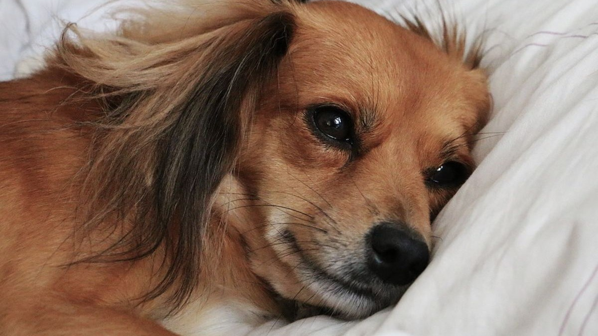 Illustration : "Une étude révèle que les chiens ressentent aussi le deuil après la perte d'un congénère !"