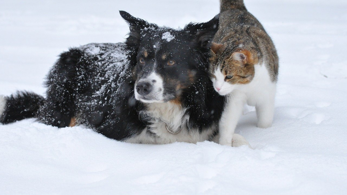 Illustration : "Il fait froid ? Voici 8 conseils pour protéger vos animaux de compagnie"