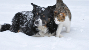 Illustration : Il fait froid ? Voici 8 conseils pour protéger vos animaux de compagnie