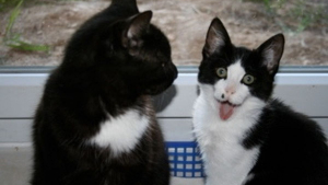 Illustration : "L'histoire émouvante de Tom et Jerry, 2 chats rescapés faits pour se rencontrer, inspire leur propriétaire à devenir spécialiste du comportement félin"