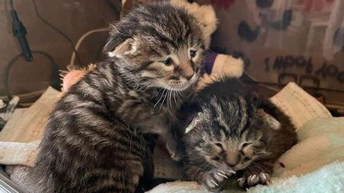 Illustration : "Seuls survivants d'une portée, ces 2 chatons minuscules et inséparables témoignent d'une forte volonté de vivre"