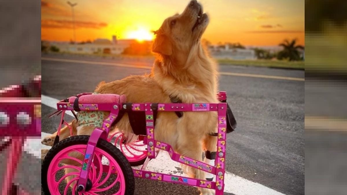 Illustration : "Une chienne Golden Retriever paralysée retrouve l'espoir et la liberté grâce à son chariot personnalisé"