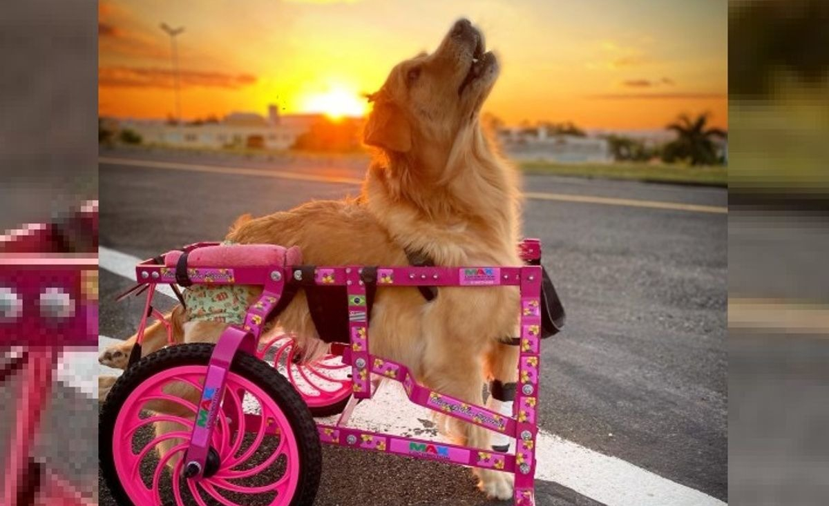 Illustration : "Une chienne Golden Retriever paralysée retrouve l'espoir et la liberté grâce à son chariot personnalisé"