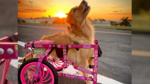 Illustration : Une chienne Golden Retriever paralysée retrouve l'espoir et la liberté grâce à son chariot personnalisé