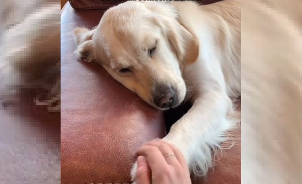 Illustration : "Instant douceur : ce Golden Retriever s'endort uniquement quand son humaine préférée lui tient la patte ! (Vidéo)"
