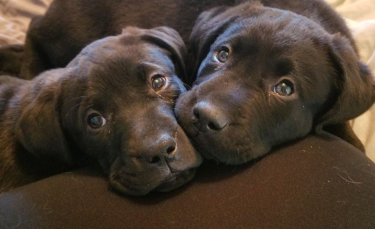https://www.woopets.fr/assets/img/013/242/bannermini2021/12-photos-d-animaux-pour-lesquels-le-lien-fraternel-est-plus-fort-que-tout.jpg
