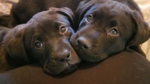 Illustration : 12 photos d'animaux pour lesquels le lien fraternel est plus fort que tout